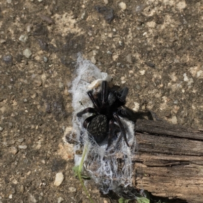 Badumna (genus) (Lattice-web spider) at Waramanga, ACT - 12 Mar 2022 by LOz