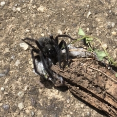 Badumna sp. (genus) at Waramanga, ACT - 12 Mar 2022