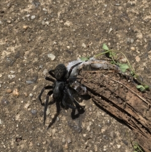 Badumna sp. (genus) at Waramanga, ACT - 12 Mar 2022