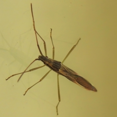 Mutusca brevicornis (A broad-headed bug) at Wanniassa, ACT - 12 Mar 2022 by JohnBundock