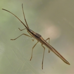 Mutusca brevicornis at Wanniassa, ACT - 12 Mar 2022