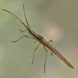 Mutusca brevicornis at Wanniassa, ACT - 12 Mar 2022 03:27 PM