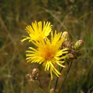 Podolepis hieracioides at Paddys River, ACT - 12 Mar 2022