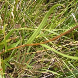 Podolepis hieracioides at Paddys River, ACT - 12 Mar 2022