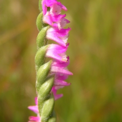 Spiranthes australis (Austral Ladies Tresses) at Paddys River, ACT - 11 Mar 2022 by MatthewFrawley