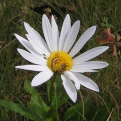 Leucanthemum x superbum at Tharwa, ACT - 12 Mar 2022