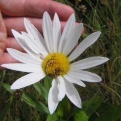 Leucanthemum x superbum at Tharwa, ACT - 12 Mar 2022