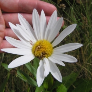 Leucanthemum x superbum at Tharwa, ACT - 12 Mar 2022