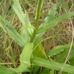 Leucanthemum x superbum at Tharwa, ACT - 12 Mar 2022