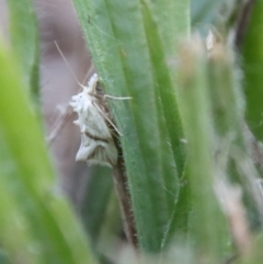 Heliocosma argyroleuca (A tortrix or leafroller moth) at Hughes Grassy Woodland - 12 Mar 2022 by LisaH