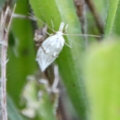 Heliocosma argyroleuca at Hughes, ACT - 12 Mar 2022