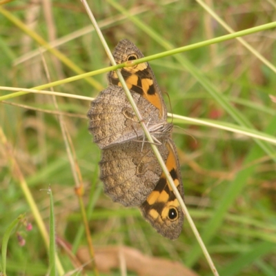 Geitoneura klugii (Marbled Xenica) at Paddys River, ACT - 12 Mar 2022 by MatthewFrawley