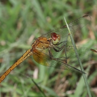 Unidentified Damselfly (Zygoptera) at Wellington Point, QLD - 5 Mar 2022 by TimL
