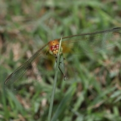 Diplacodes haematodes at Wellington Point, QLD - suppressed