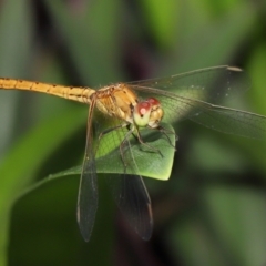 Diplacodes haematodes at Wellington Point, QLD - suppressed