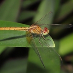 Diplacodes haematodes at Wellington Point, QLD - suppressed