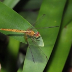 Diplacodes haematodes at Wellington Point, QLD - suppressed