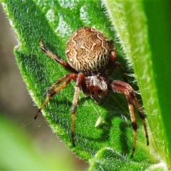 Cyclosa fuliginata (species-group) (An orb weaving spider) at Paddys River, ACT - 12 Mar 2022 by JohnBundock