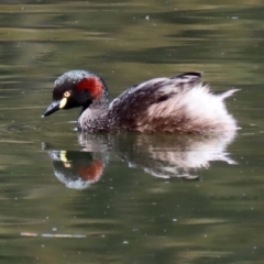 Tachybaptus novaehollandiae (Australasian Grebe) at Isabella Plains, ACT - 12 Mar 2022 by RodDeb