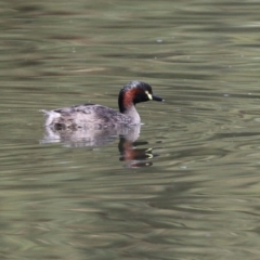 Tachybaptus novaehollandiae at Isabella Plains, ACT - 12 Mar 2022