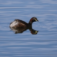 Tachybaptus novaehollandiae at Isabella Plains, ACT - 12 Mar 2022