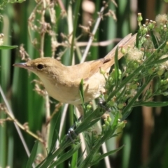 Acrocephalus australis (Australian Reed-Warbler) at Upper Stranger Pond - 12 Mar 2022 by RodDeb