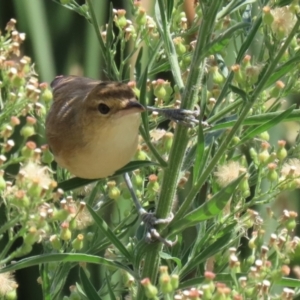 Acrocephalus australis at Isabella Plains, ACT - 12 Mar 2022