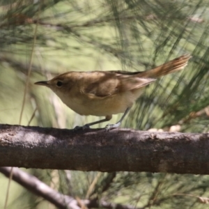 Acrocephalus australis at Isabella Plains, ACT - 12 Mar 2022