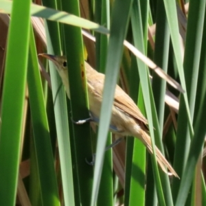 Acrocephalus australis at Isabella Plains, ACT - 12 Mar 2022