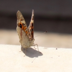 Junonia villida (Meadow Argus) at Upper Stranger Pond - 12 Mar 2022 by RodDeb