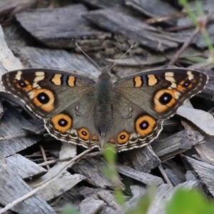 Junonia villida at Isabella Plains, ACT - 12 Mar 2022