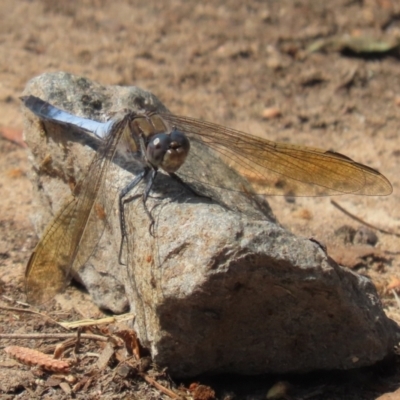 Orthetrum caledonicum (Blue Skimmer) at Upper Stranger Pond - 12 Mar 2022 by RodDeb