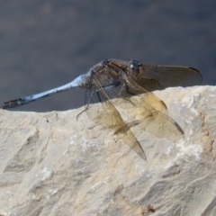 Orthetrum caledonicum at Isabella Plains, ACT - 12 Mar 2022 01:23 PM