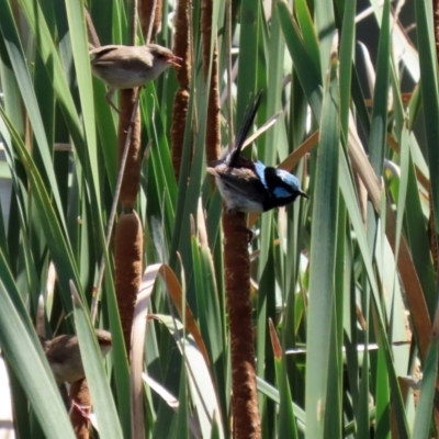 Malurus cyaneus (Superb Fairywren) at Upper Stranger Pond - 12 Mar 2022 by RodDeb