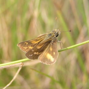 Taractrocera papyria at Paddys River, ACT - 12 Mar 2022