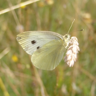 Pieris rapae (Cabbage White) at Paddys River, ACT - 12 Mar 2022 by MatthewFrawley