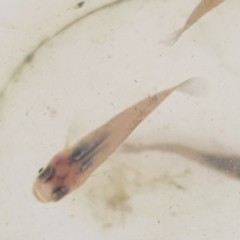 Gambusia holbrooki (Gambusia, Plague minnow, Mosquito fish) at Acton, ACT - 12 Mar 2022 by MatthewFrawley