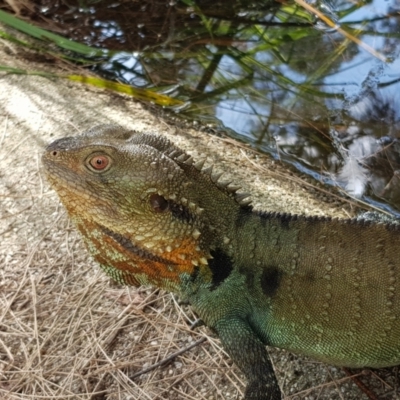 Intellagama lesueurii howittii (Gippsland Water Dragon) at Acton, ACT - 12 Mar 2022 by MatthewFrawley