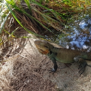 Intellagama lesueurii howittii at Acton, ACT - 12 Mar 2022