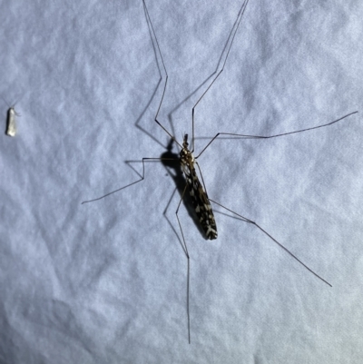 Ischnotoma (Ischnotoma) eburnea (A Crane Fly) at Numeralla, NSW - 11 Mar 2022 by Steve_Bok