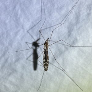 Ischnotoma (Ischnotoma) eburnea at Numeralla, NSW - 12 Mar 2022