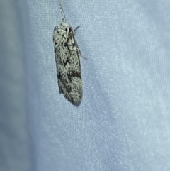 Lichenaula sp nr calligrapha at suppressed - suppressed
