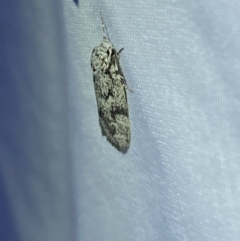 Lichenaula sp nr calligrapha at suppressed - suppressed