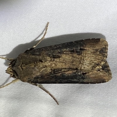 Agrotis ipsilon (Agrotis ipsilon) at Numeralla, NSW - 12 Mar 2022 by SteveBorkowskis