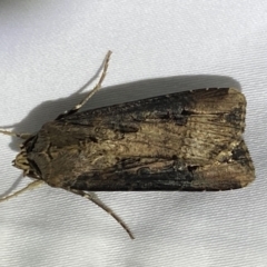 Agrotis ipsilon (Agrotis ipsilon) at Numeralla, NSW - 11 Mar 2022 by Steve_Bok