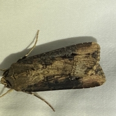 Agrotis ipsilon at Numeralla, NSW - 12 Mar 2022