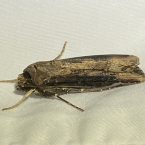 Agrotis ipsilon at Numeralla, NSW - 12 Mar 2022