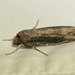 Agrotis ipsilon at Numeralla, NSW - 12 Mar 2022