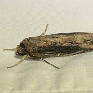 Agrotis ipsilon at Numeralla, NSW - 12 Mar 2022