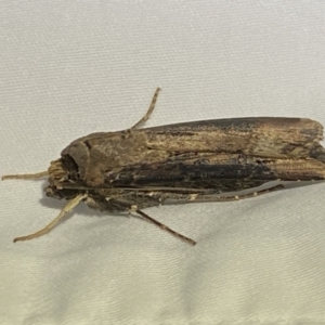 Agrotis ipsilon at Numeralla, NSW - 12 Mar 2022